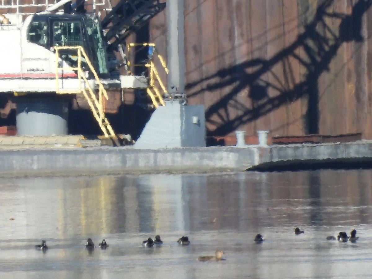 Ring-necked Duck - E White