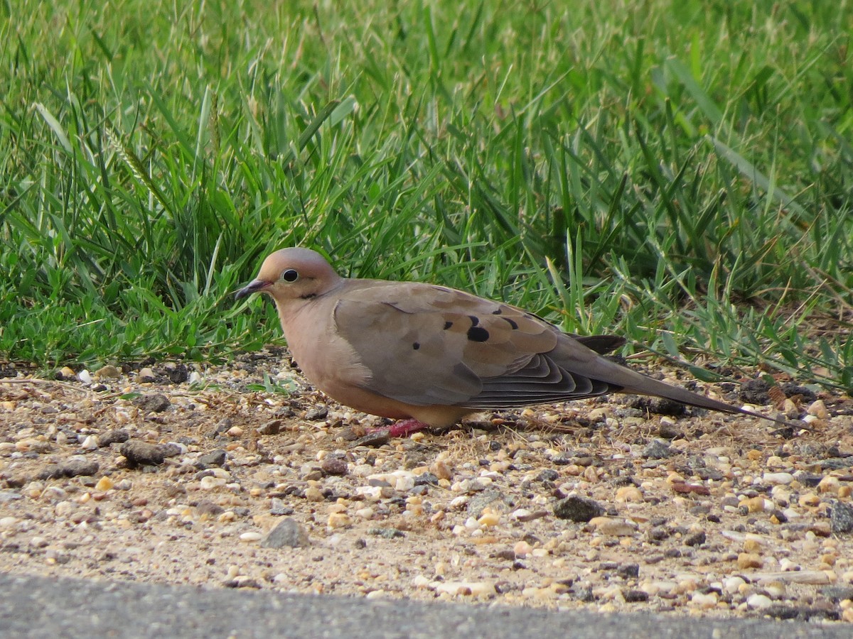 Mourning Dove - ML615070214