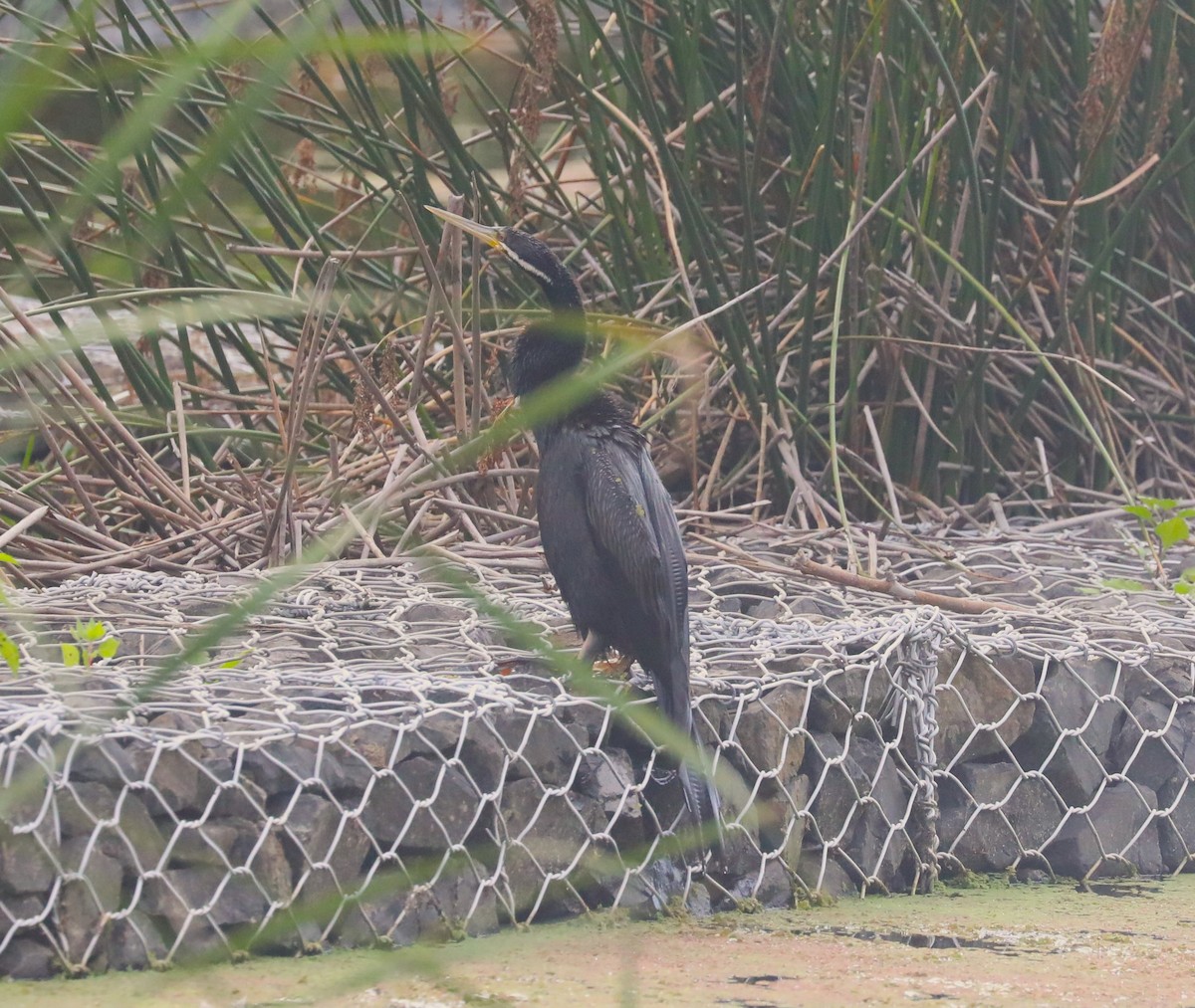 Australasian Darter - ML615070251