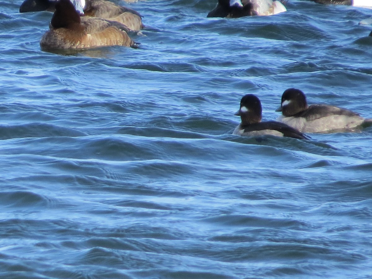 Bufflehead - ML615070252