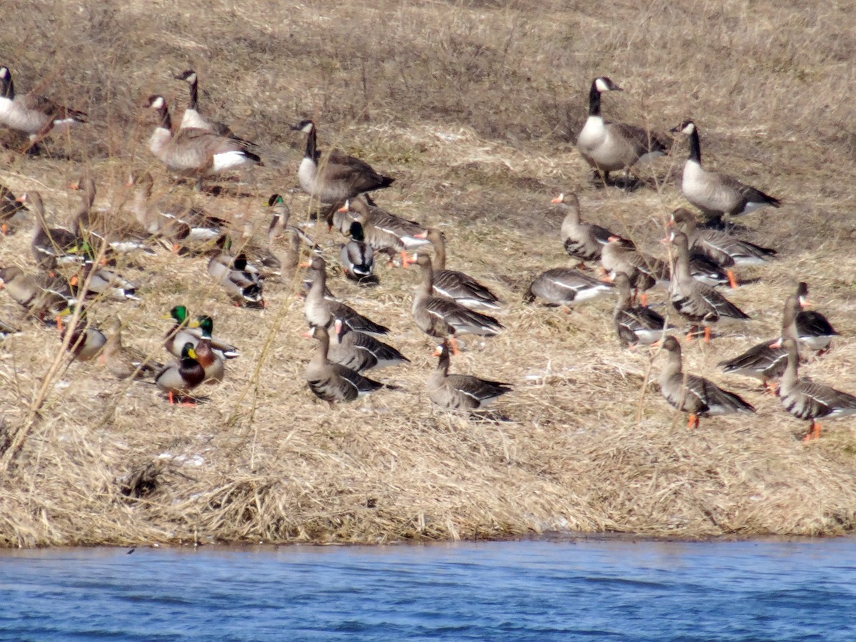 Greater White-fronted Goose (Western) - John Tollefson