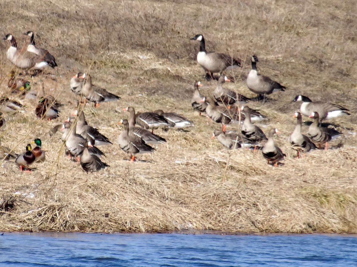 Greater White-fronted Goose (Western) - ML615070262