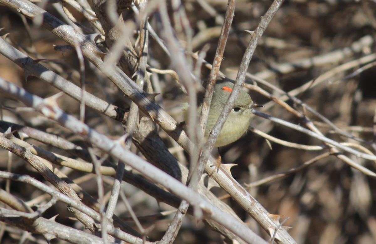 Ruby-crowned Kinglet - ML615070267