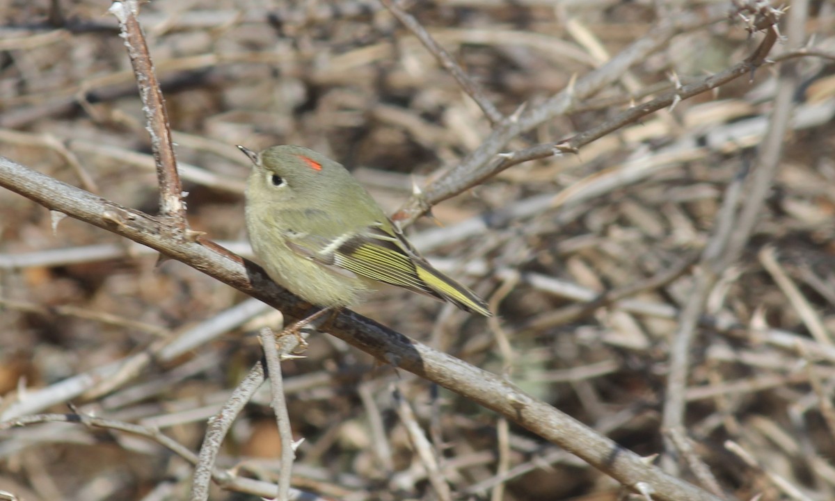 Ruby-crowned Kinglet - ML615070268