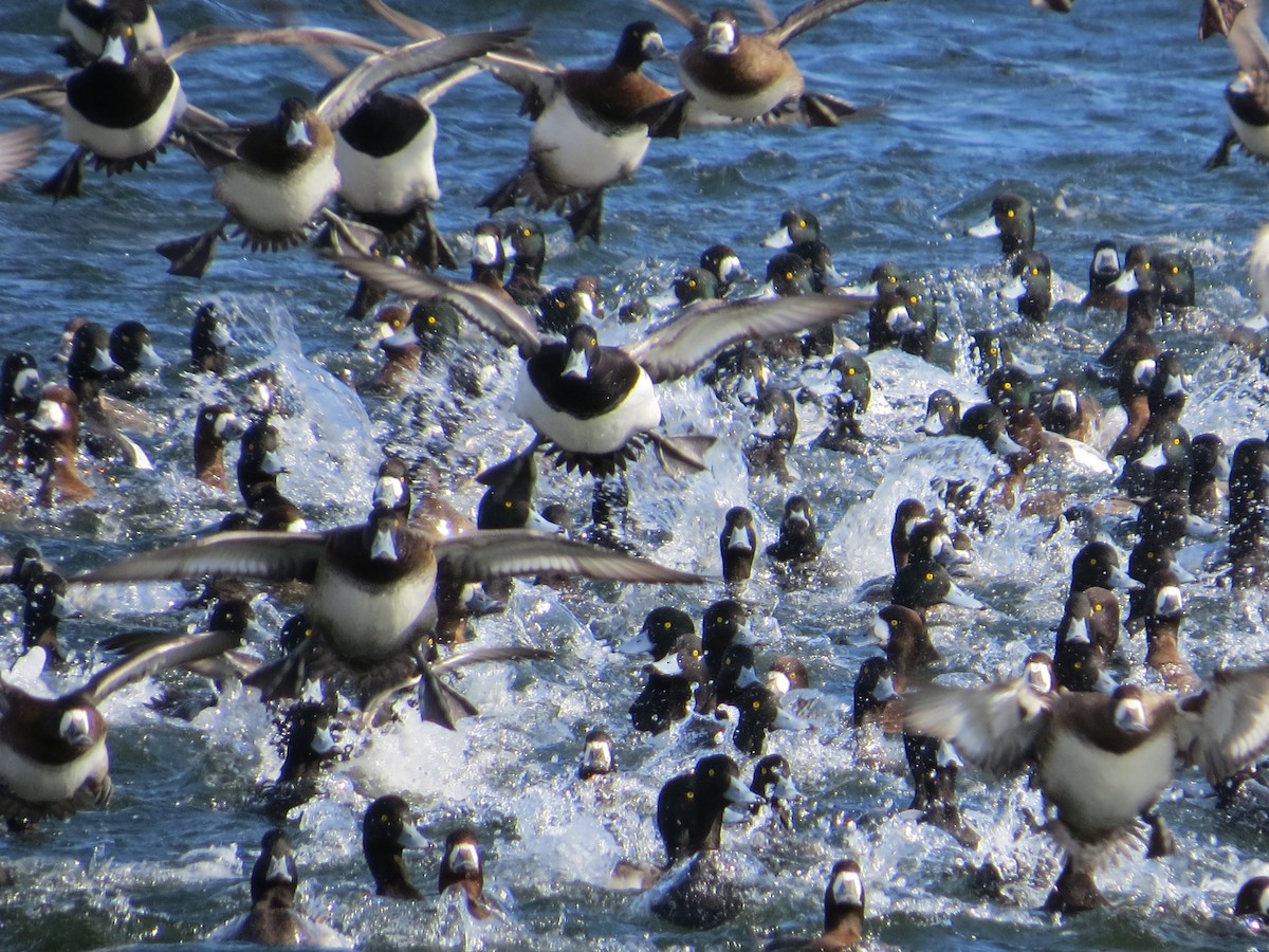 Greater Scaup - ML615070270