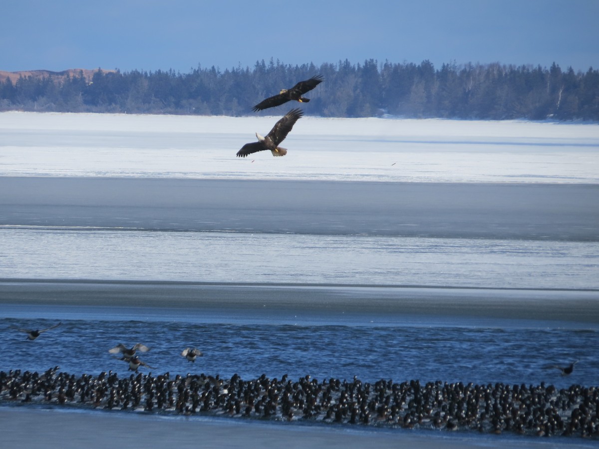 Bald Eagle - ML615070288