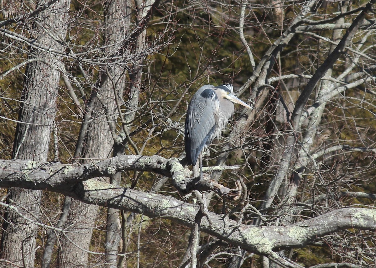 Great Blue Heron - Patrick & Christine Tamborra