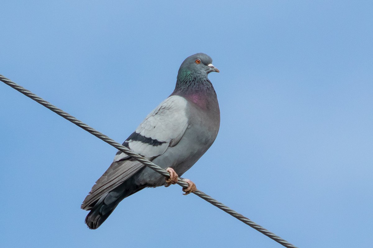 Rock Pigeon (Feral Pigeon) - Adam Kaningher