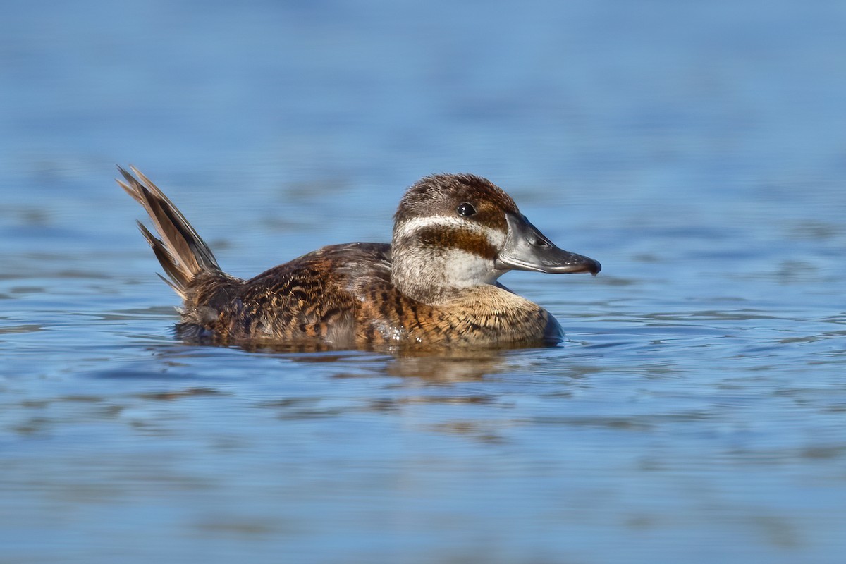 Lake Duck - Ilya Povalyaev