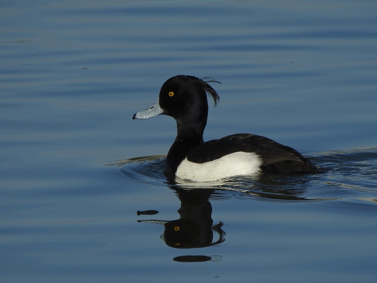 Tufted Duck - Susan Weinstein