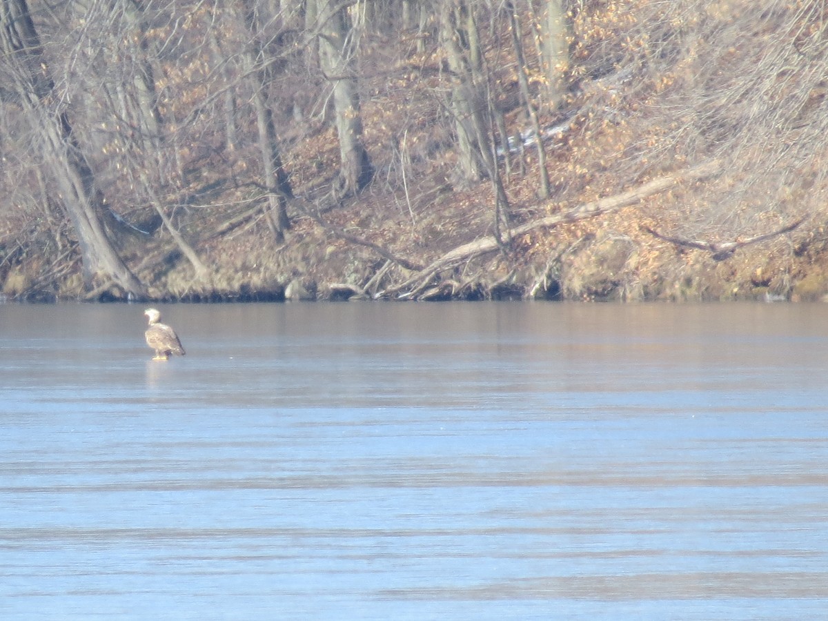 Bald Eagle - ML615070615