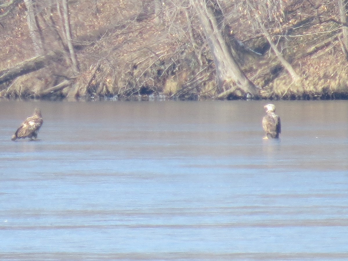 Bald Eagle - ML615070623