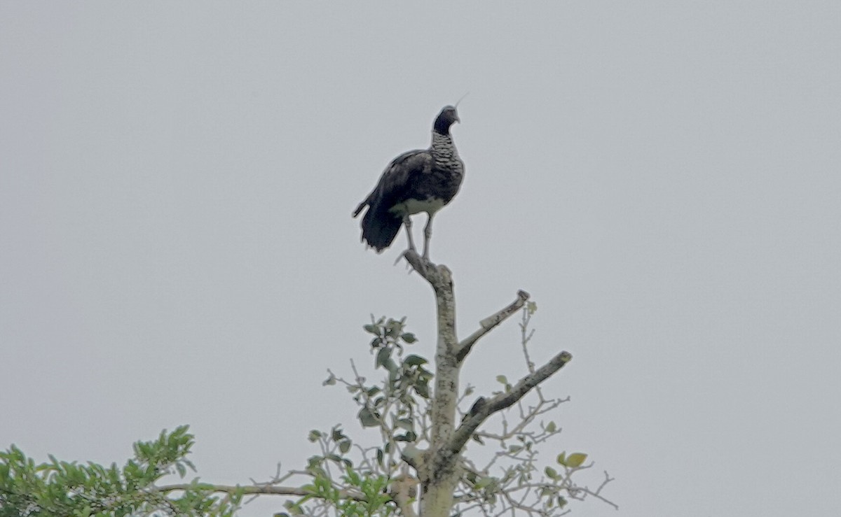 Horned Screamer - ML615070645