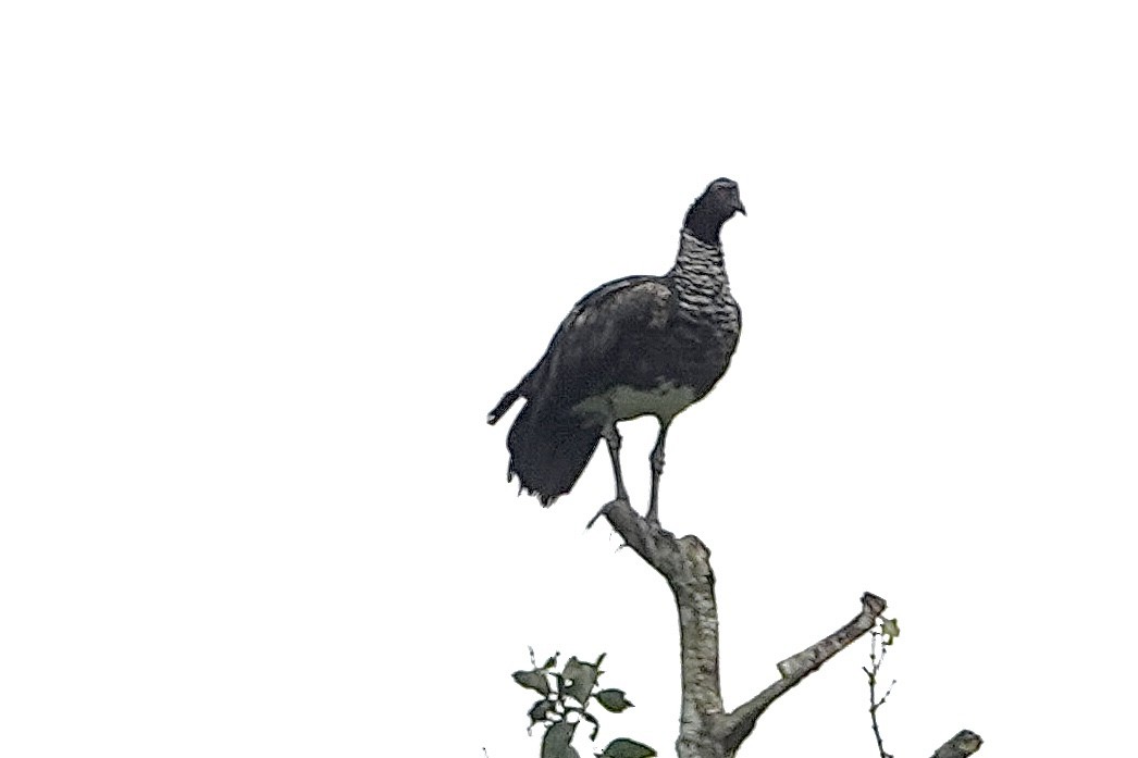 Horned Screamer - David Fraser