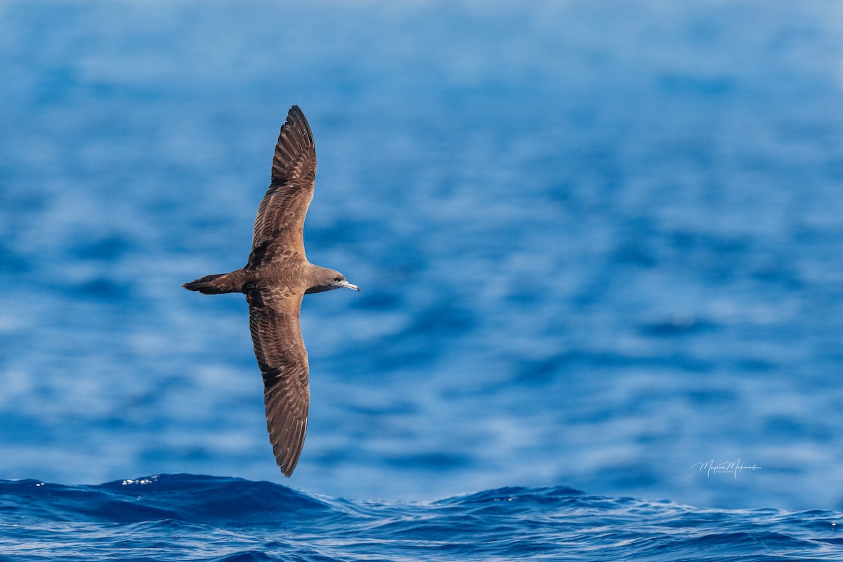 Wedge-tailed Shearwater - ML615070684