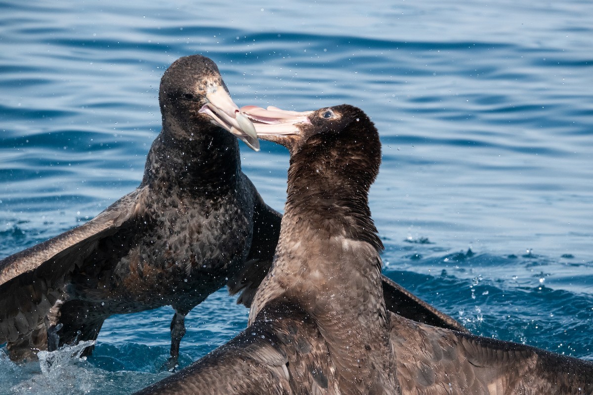 Northern Giant-Petrel - ML615070689
