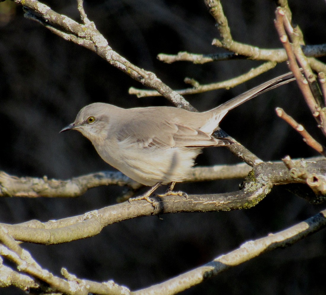Northern Mockingbird - ML615070700