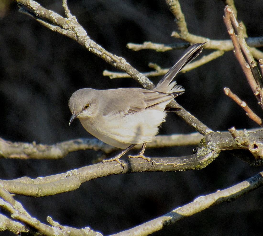 マネシツグミ - ML615070753