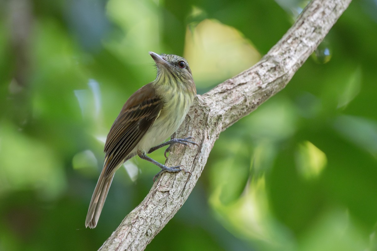 Bright-rumped Attila - Charles Thomas