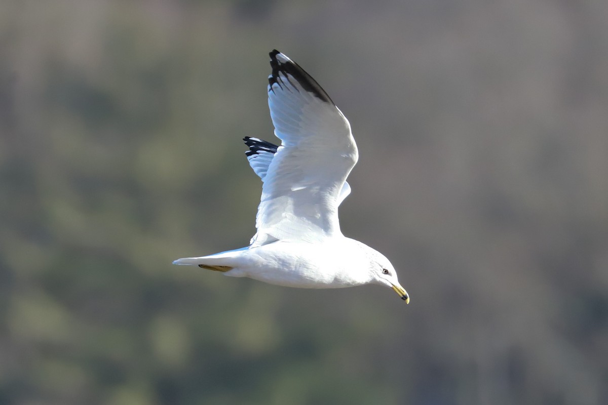 Ring-billed Gull - ML615070891