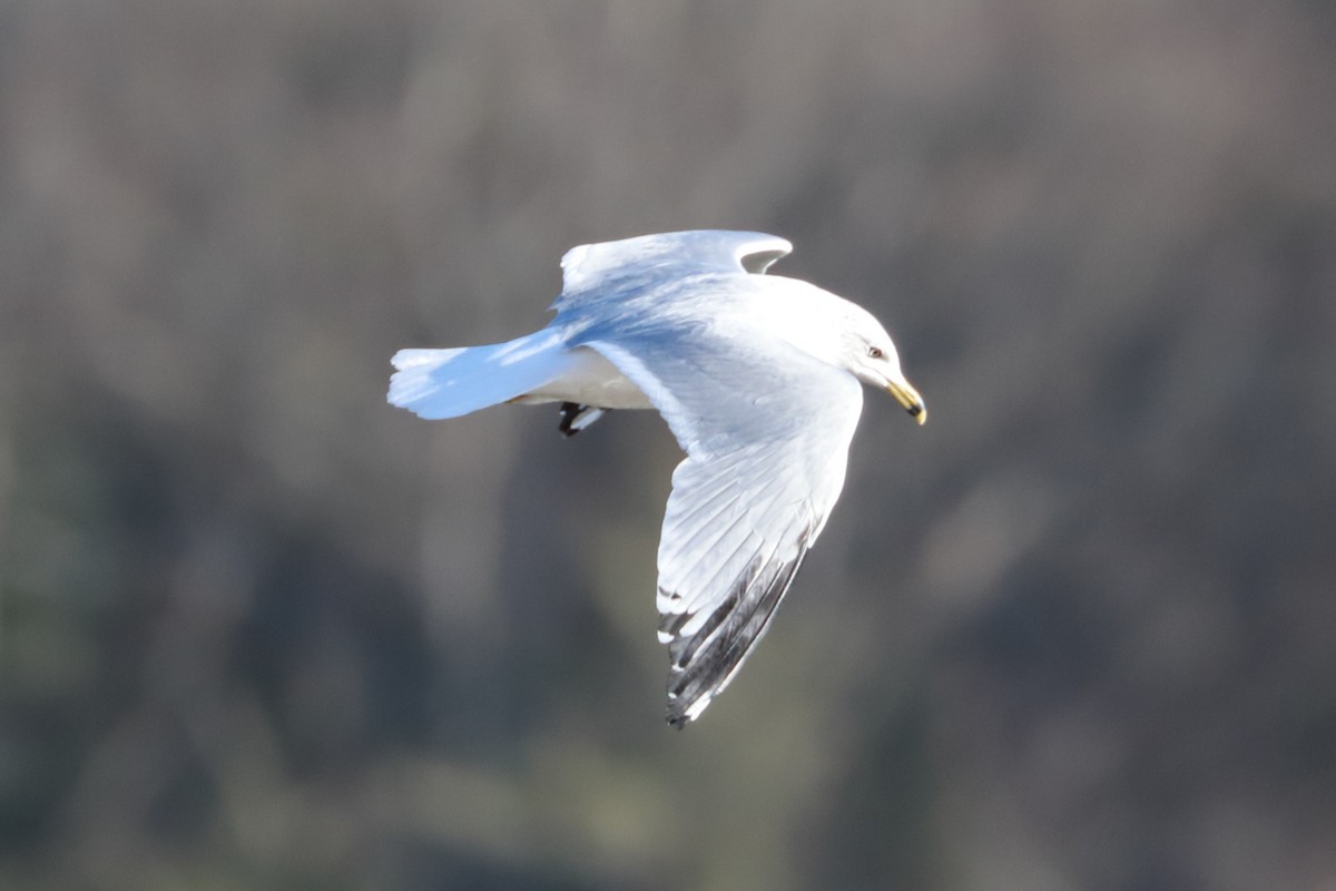 Ring-billed Gull - Debra Rittelmann