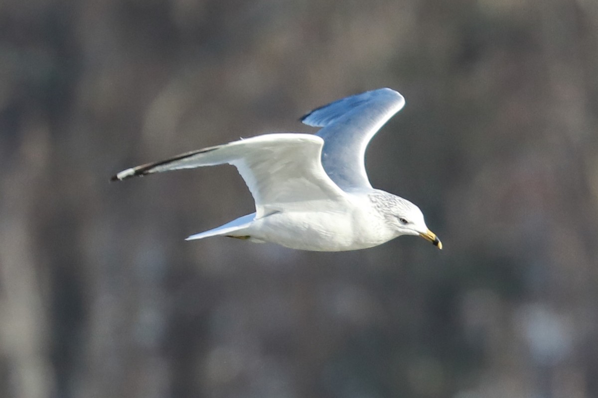 Ring-billed Gull - ML615070893