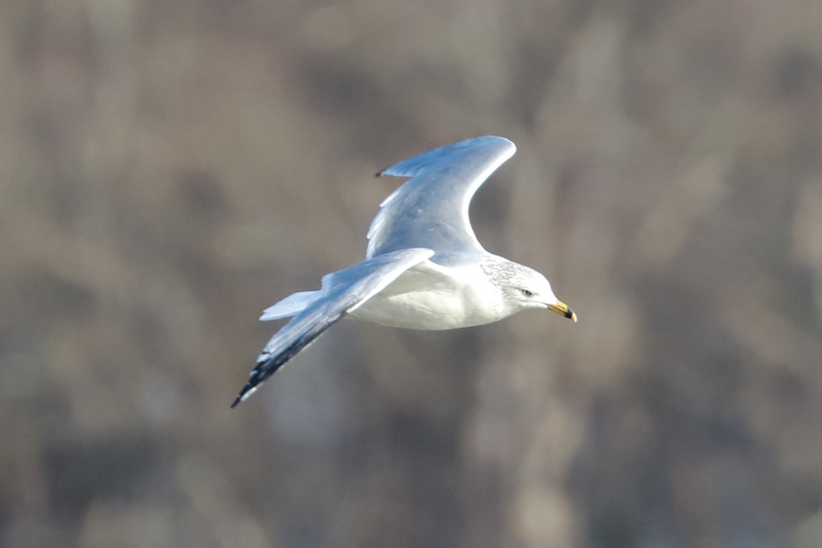 Ring-billed Gull - ML615070896