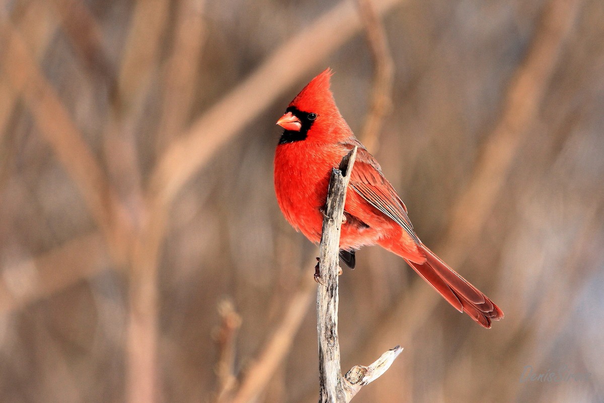 Northern Cardinal - Denis Sirois