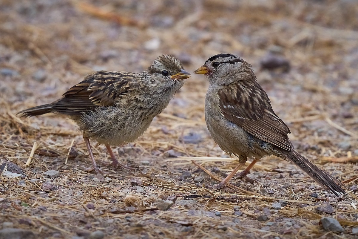 White-crowned Sparrow - ML615071020