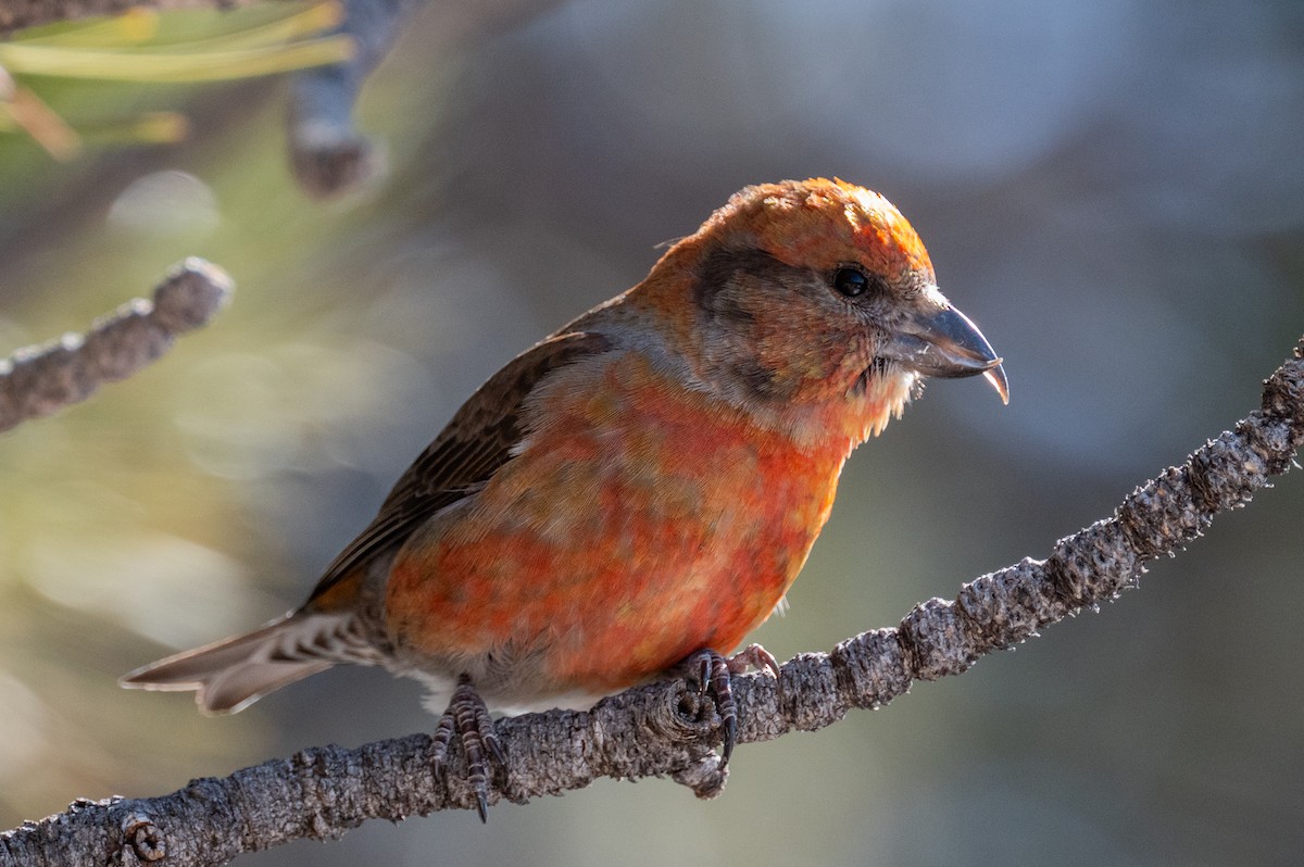 Red Crossbill - ML615071024