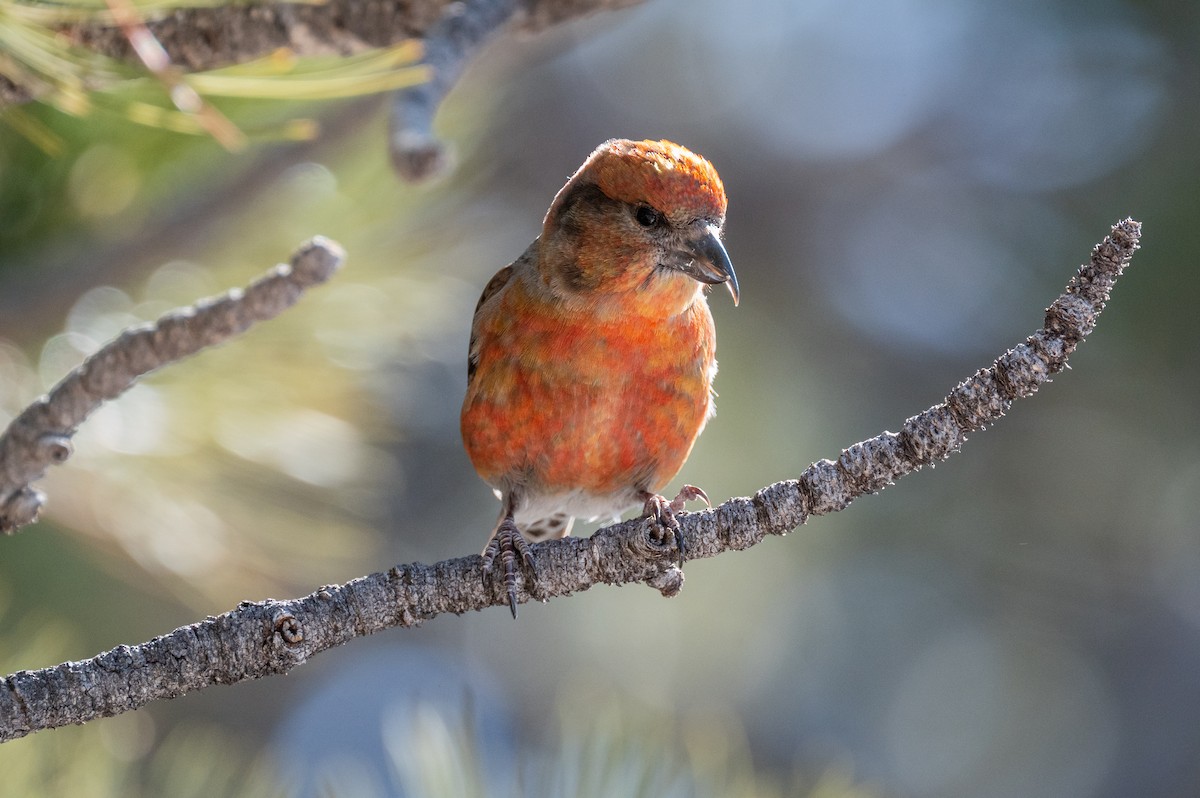 Red Crossbill - ML615071026