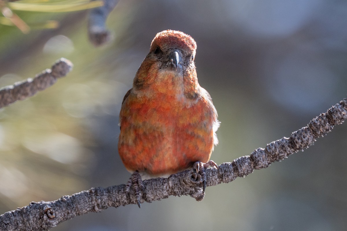 Red Crossbill - ML615071034