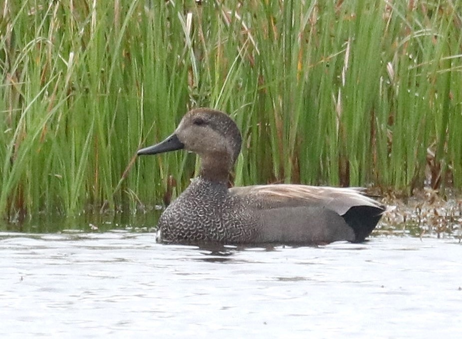 Gadwall - ML615071036