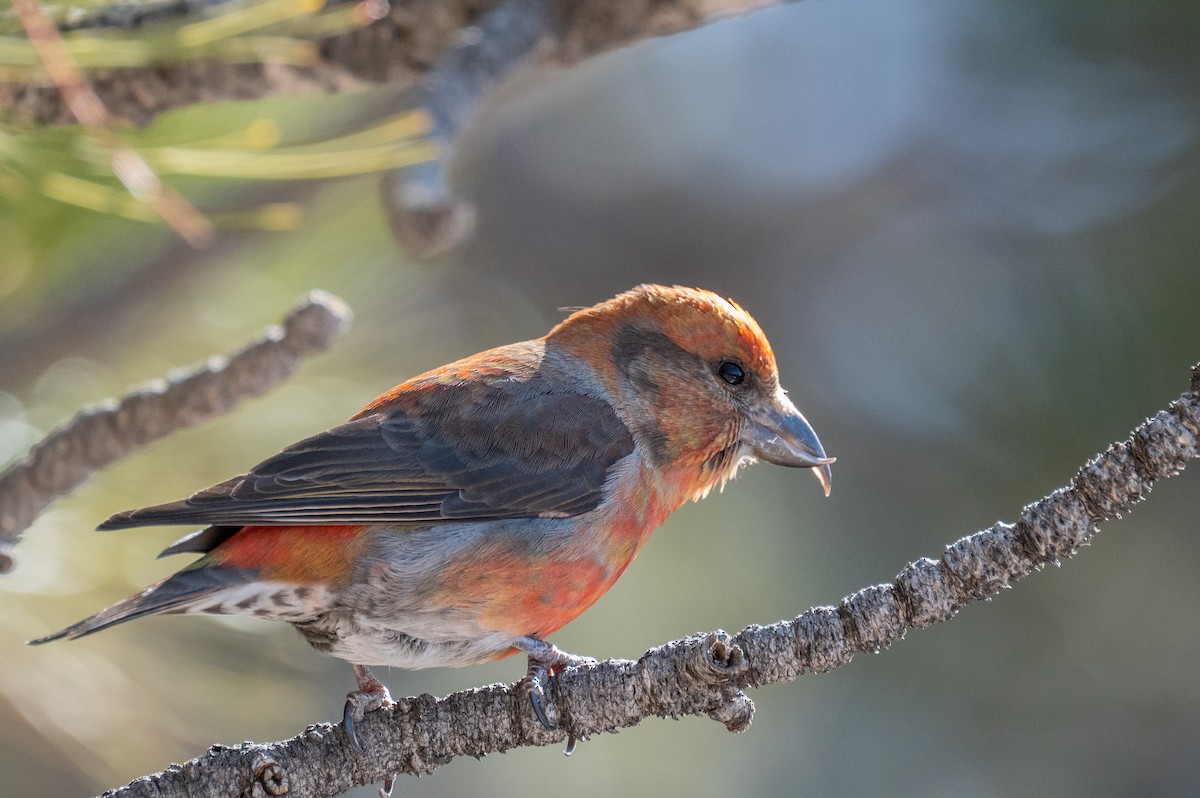 Red Crossbill - ML615071041