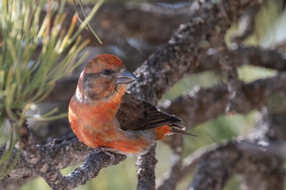 Red Crossbill - ML615071047