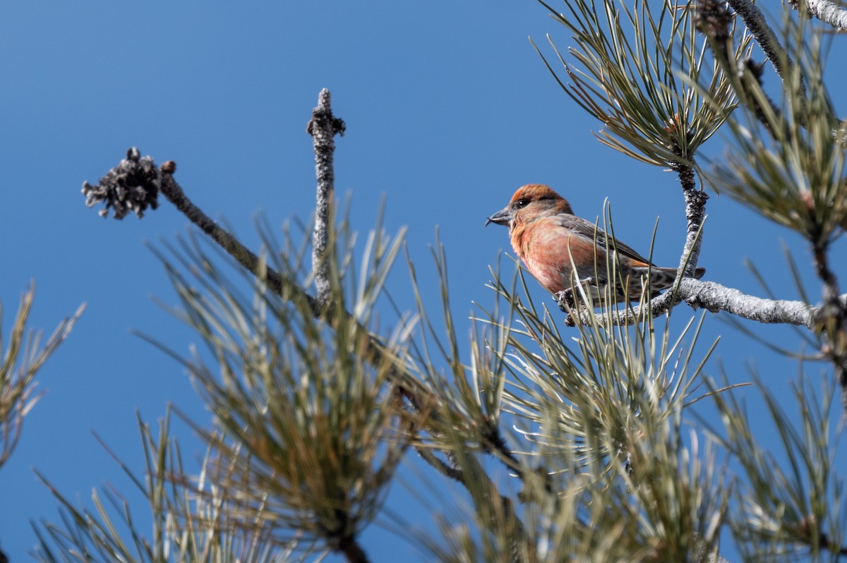 Red Crossbill - ML615071066