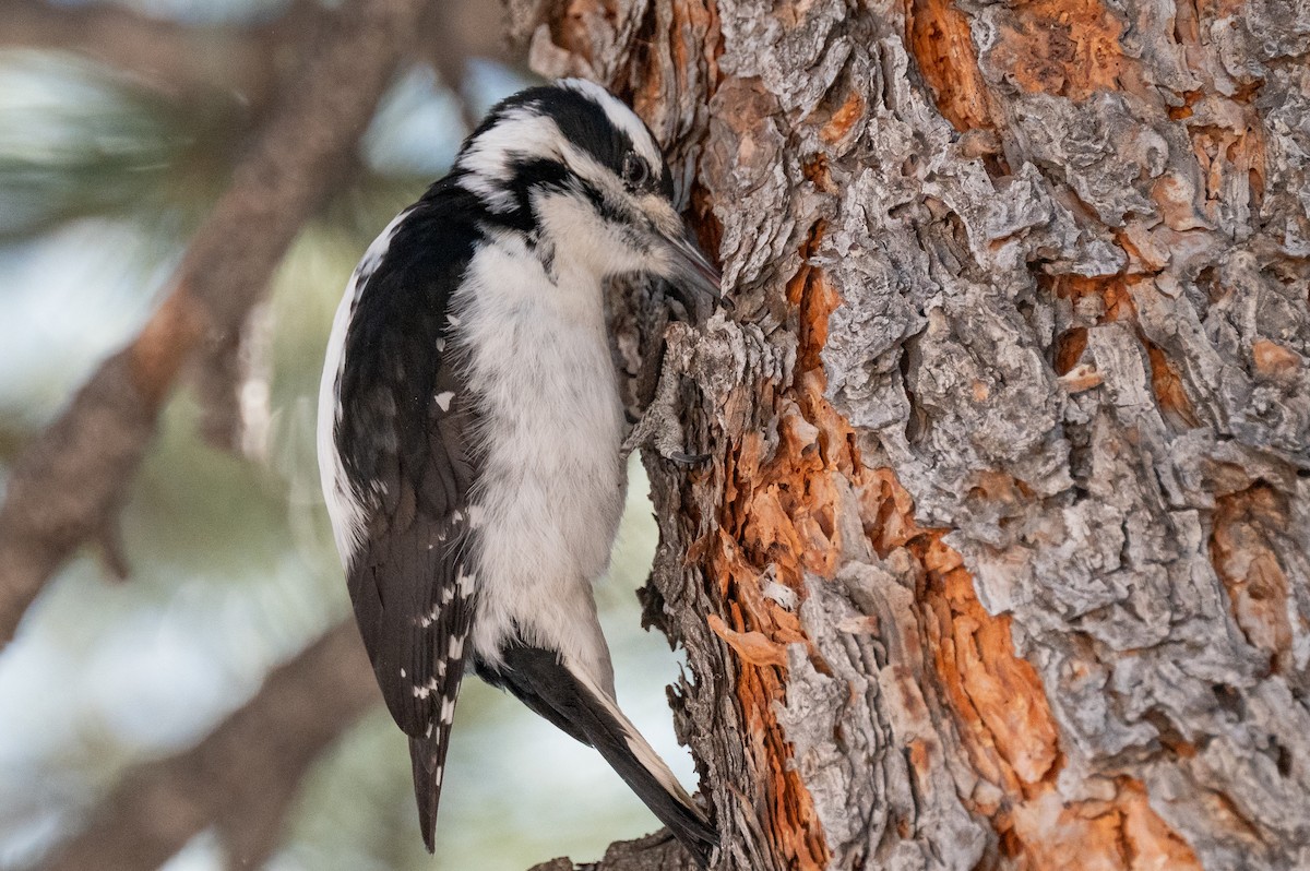 Hairy Woodpecker - ML615071071