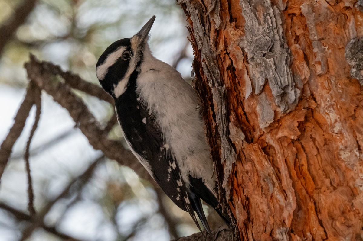 Hairy Woodpecker - ML615071080