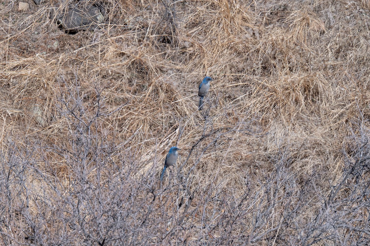 Woodhouse's Scrub-Jay - ML615071091