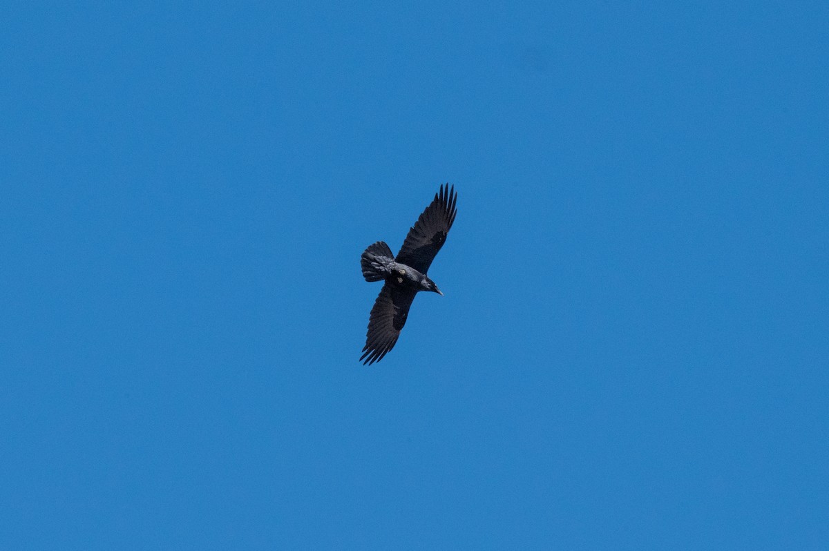 Common Raven - ML615071099