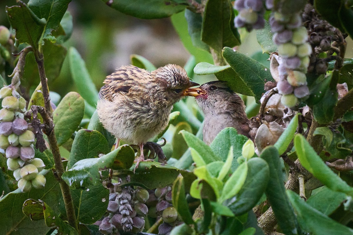 White-crowned Sparrow - ML615071120