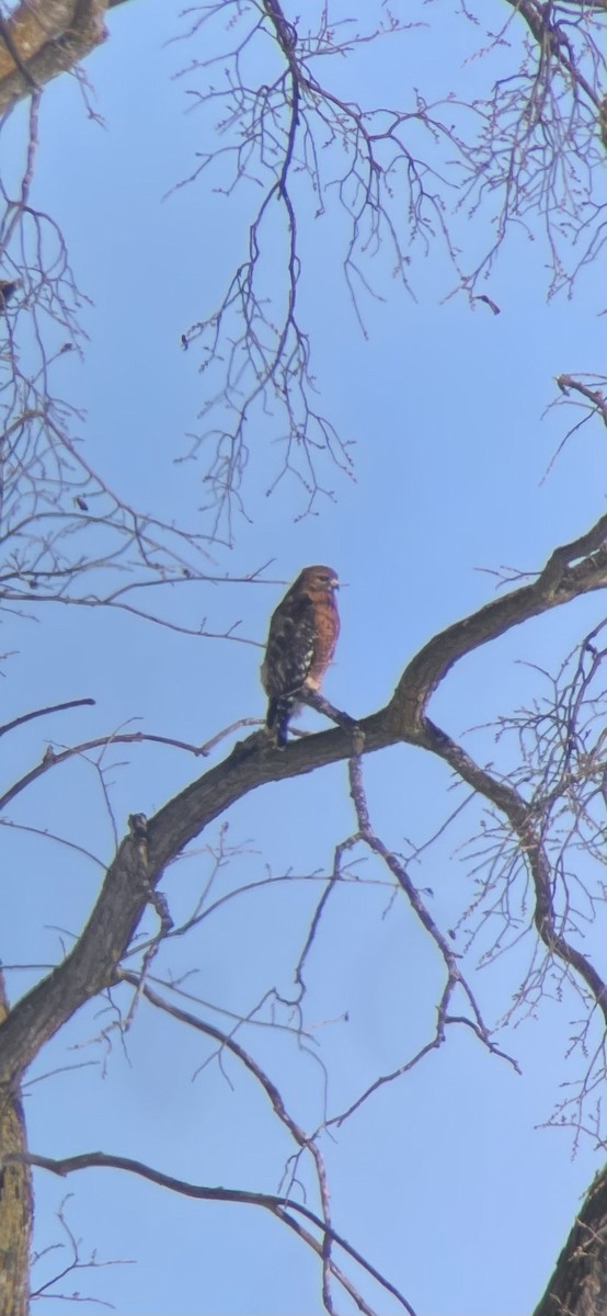 Red-shouldered Hawk - ML615071153