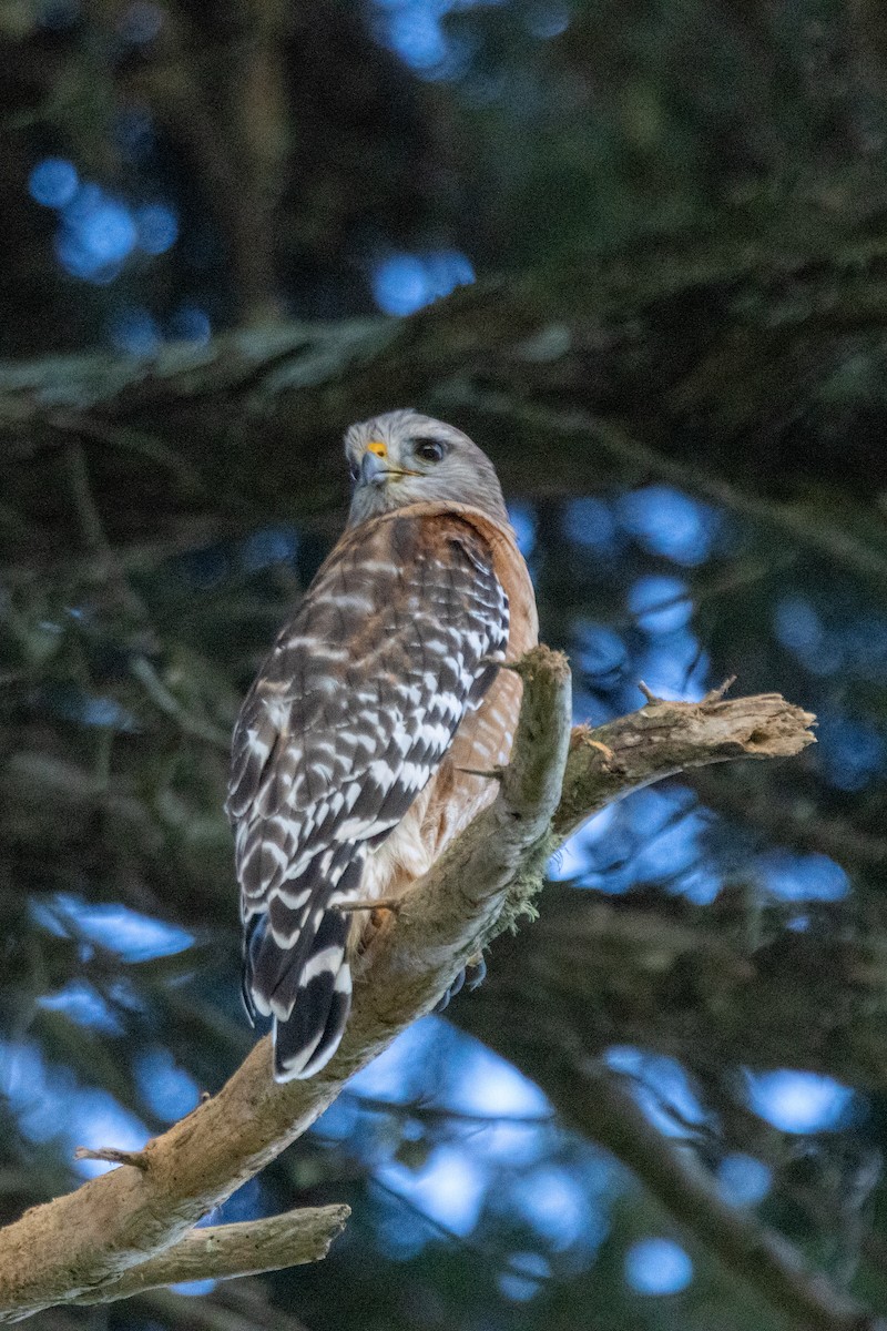 rødvingevåk - ML615071155