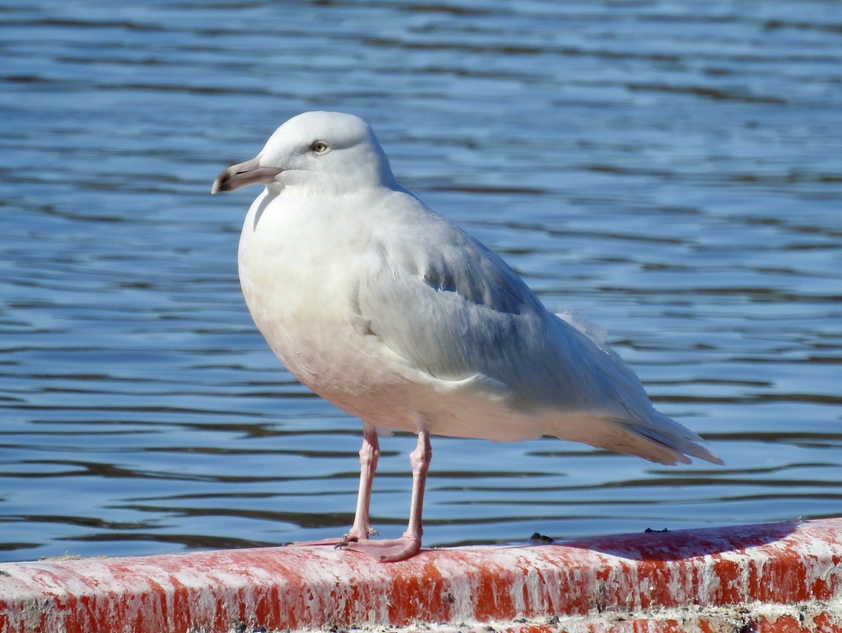 Glaucous Gull - ML615071158