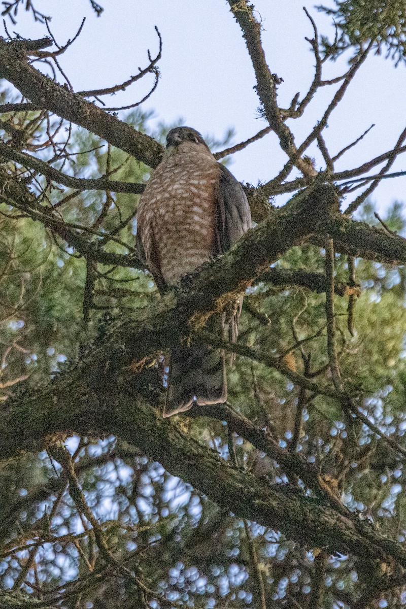 parulahauk - ML615071159