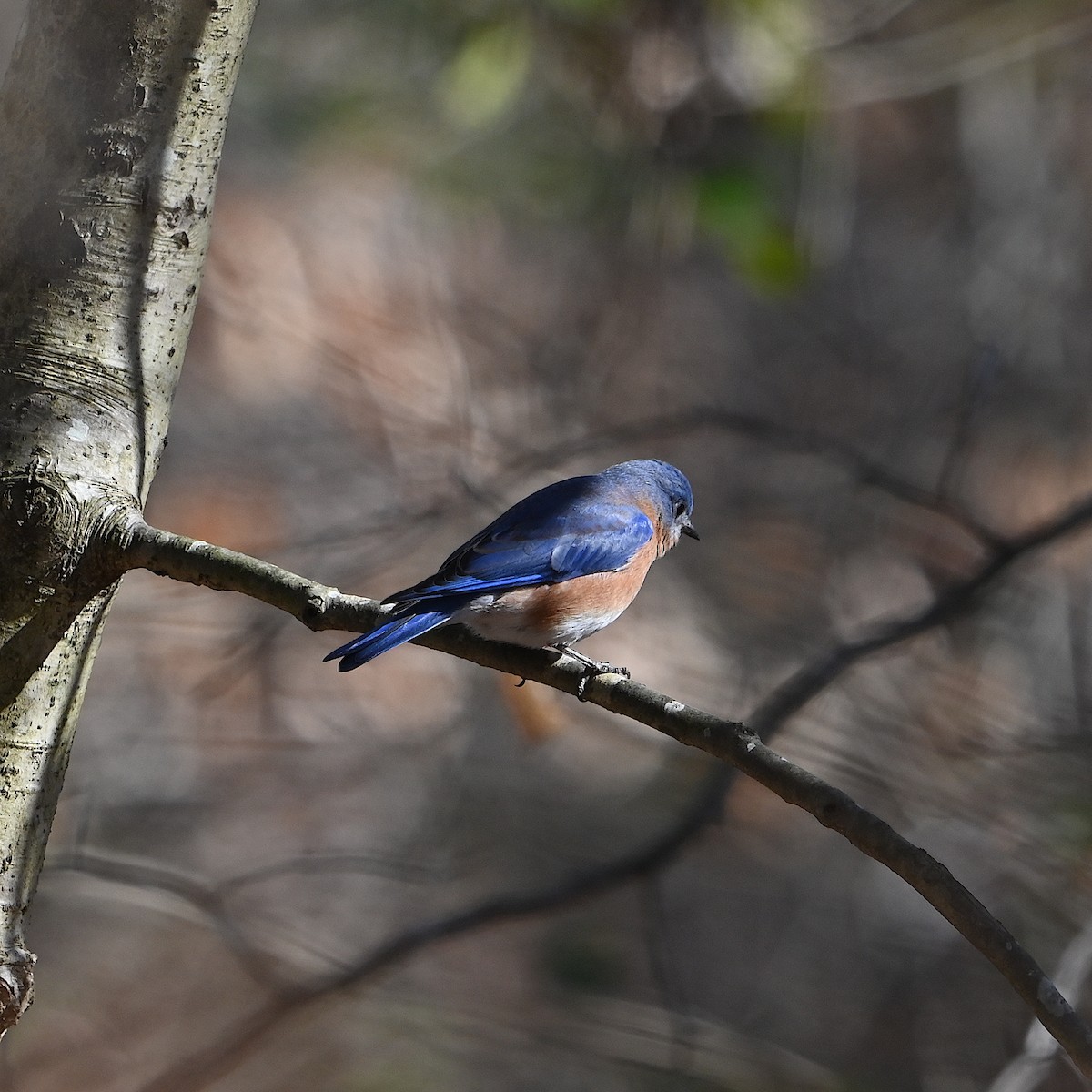 Eastern Bluebird - ML615071161