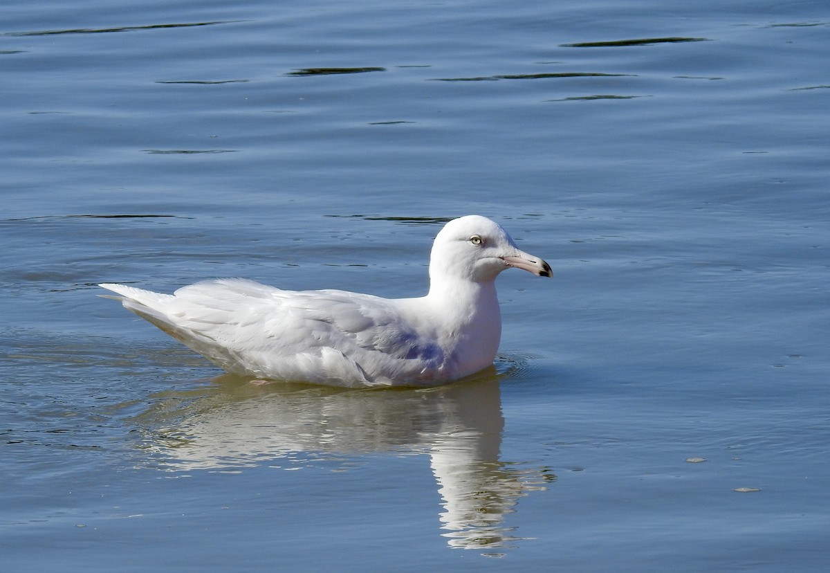 Glaucous Gull - Uli MacDonald