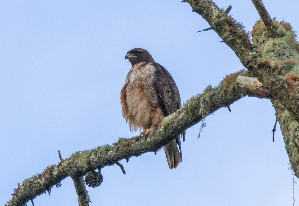 Rotschwanzbussard - ML615071164