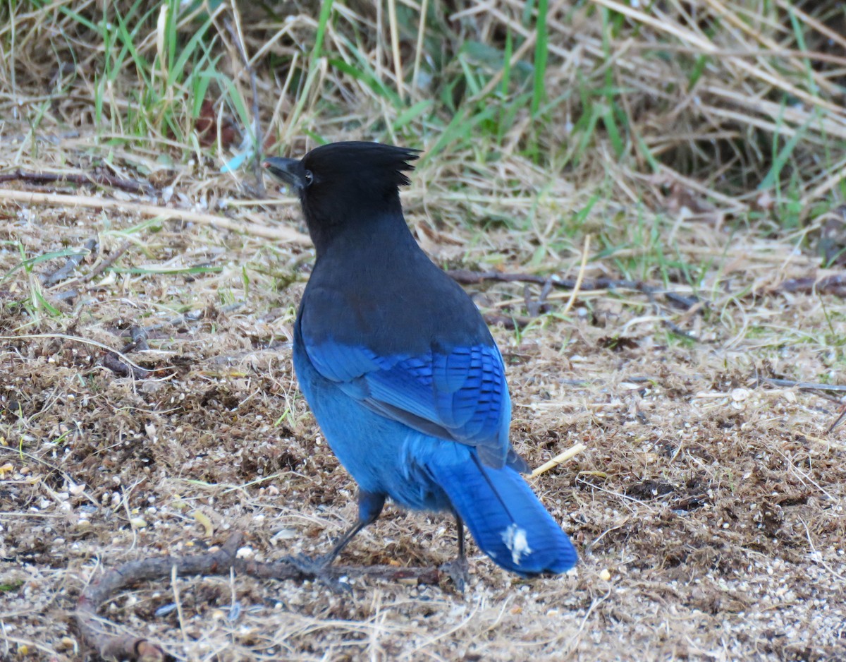 Steller's Jay (Coastal) - ML615071254