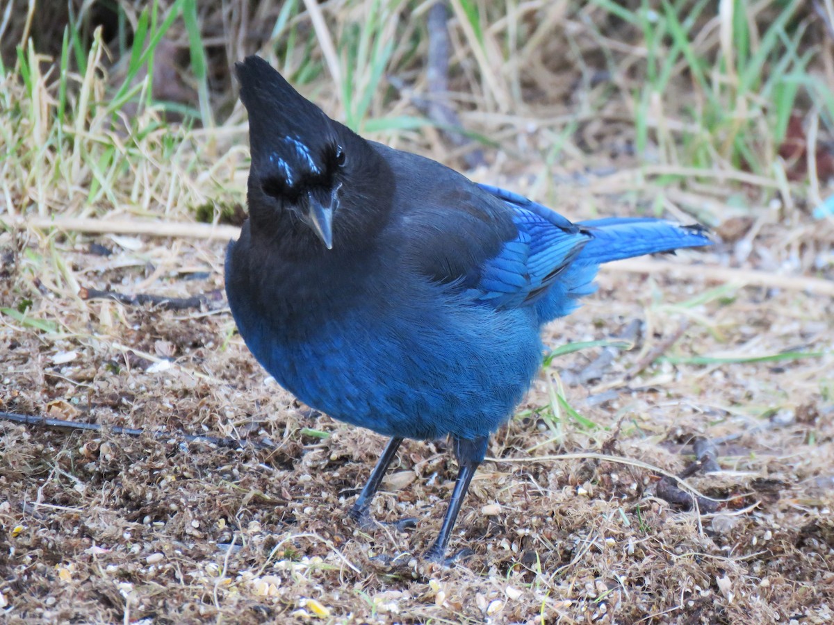 Steller's Jay (Coastal) - ML615071255